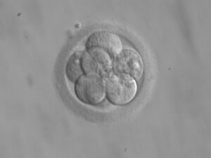 The final product: A Sacred Life™ eght-cell embryo, at three days.