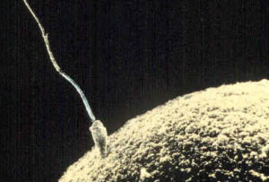 Ovum and sperm fusing together. Scared man sperm doing what it oughter.