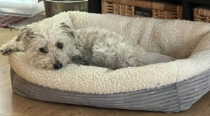 Emotional support animal Mac on the mend in his bed.