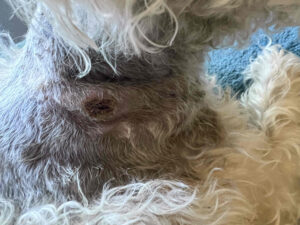 The wounds on the right side of Emotional support animal Mac's neck two weeks after the attack.