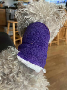 Emotional support animal Mac's purple vet tape bandage.