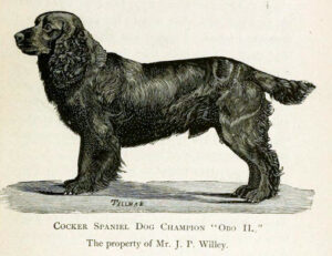 Champion American Cocker Spaniel Ch. Obo II Public Domain